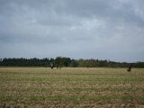IMG 2618  Utroligt skyer letter faktisk lidt