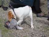 IMGP1782  der er lidt 'killer' i den hvalp... lidt terrierblod måske?