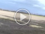 PAEG0145 2  Sidste lille del af slip.. Happy går for stort ud og kommr på forkert vind -> støder Høne..kaldes hjem.. slip er ovre.. der var chance for fugl!..misbrugt!