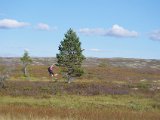 IMGP2038  i Norge kobles ikke med det samme efter situationm.. men der forsøges at gå efter 'efterliggere' ..hundefører klar?? ..men fører tramper dem op istedet for -> så det giver derfor 'kun' 2ÅK (ellers var så tæt mht 1ÅK)