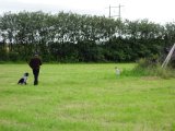 DSC05192  Sekundering er han begyndt at fatte lidt af .. Iasy står og Hap' kan nu selv sekundere en gang imellem .. ellers i hvert fald stoppes/repektere