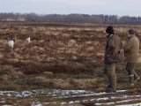 IMGP2905  Setter + Pointer