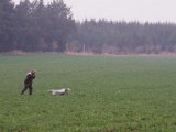 IMGP3257  ja frem..et hop .. og så vil hun ikke rigtig mere .. der kommer ikke noget..  de forsætter alm søg..Hap' kommer modsat side fra og op kommer parhøns på noget afstand .. det var dem Emilia havde føling med, men ikke kunne nagle (de har været alarmerede i forvejs og går op på 'lyden', han opdager dem ikke på den afstand.. så ingen 'ballade')