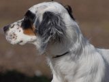 IMGP3942  hundehoved