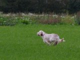 IMGP4042  Matching .. purdey 6er