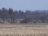 IMGP6606  Og Hap' roder stadig hvor ræven forsvand til sidst efter 1km hektisk jagt