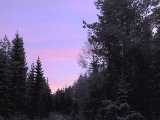 081231 152812  Fugle jagt ovre .. aften på vej må heller hjemad