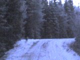 081231 155142  ? ULV / VARG ..kom ind på 5-10m .. BBF ned fra skulder.. ..stirrer,  går så op ad  vejen .. mobilos foto lige før den går ind i skoven TV