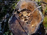 DSCF0539