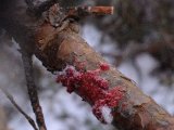 DSCF1222  Blod .. helt sikkert dødligtræf .. som Thord også så i kikkerten under skudet .. den faldt bare sammen = 'instant'.. men fidnmes vil den ik'?