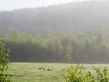 IMGP0891  morgendis og der ikke blevet fler gæs en dem jeg har plantet