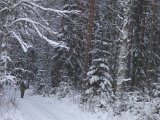 DSC00213  Bjön kommer ned fra retning haren kom .. og stak tilbage