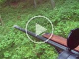 PAEG0177  smaldyret igen komme ad skovsport fra V op mod stigen..står en 3m fra mig..så går ind i bevoksning 15m ude..puh nu kan video tændes..den går i bue rundt og først til sidst (efter video slukket) er den kommet op på bakketoppen og får der fært/syn på mig og smælder/væk