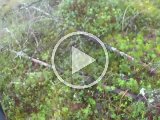 PAEG0245  Yes spidskud med 250gr TTSX i 375 Ruger..1ste skud på vildt med min 'skidtvejrsriffel' -  den er ved at go i 'dørken' midt i minimyren , men kommer opr og man ser lige at den besværet går over lille knold