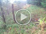 PAEG0238  eftrmiddags sidste såt jeg skød som nr 2 på dyr