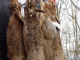 DSC02034  ja 4 harer..det er vist ikke så tit de får så mange, men måske pga snevejret at de er trukket ind i skoven?