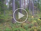 PAEG0421  Men vi har koforbud så er det kvie?..den stopper op med bredside 10m fra mig og vi kigger..jeg synes dog den er for stor og rund -> ja den løb den vej