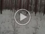 PAEG0452  lidt mere åbent og han søger faktisk fint skov søg med kontakt, er bare ikke noget vind eller liv i skoven