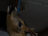DSC00684