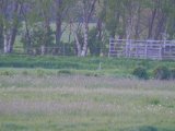 DSCF7527
