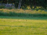 DSCF7597