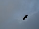 DSCF7773