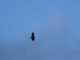 DSCF7778