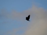 DSCF7781