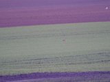 DSCF7458