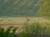 DSCF7485