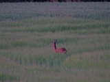 DSCF7602