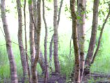 DSCF7613